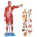 MALE MUSCLE FIGURE WITH INTERNAL ORGANS (SOFT)